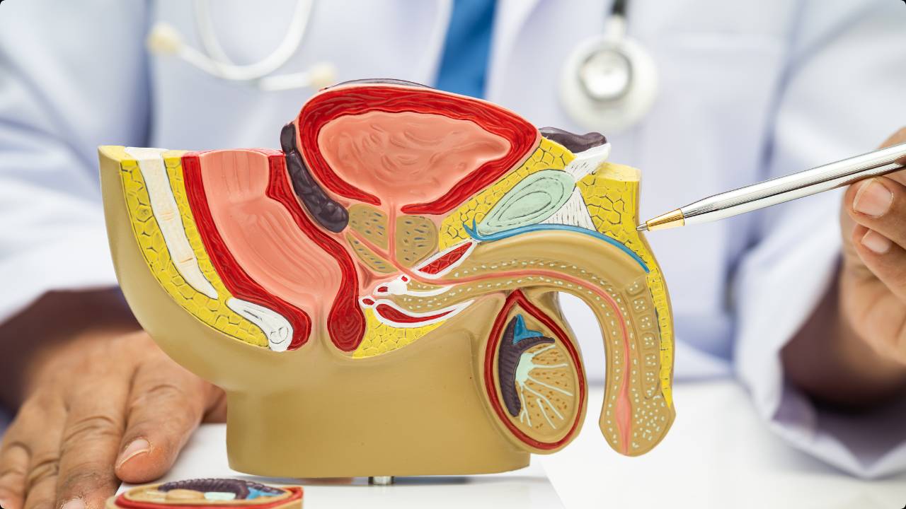 Prostate Health Guide